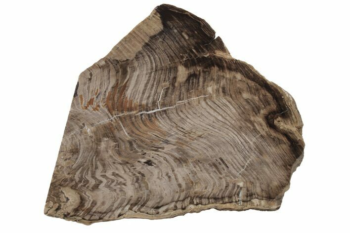 Polished Oligocene Petrified Wood (Pinus) - Australia #212458